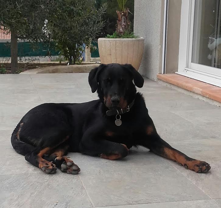 domainedelalicorne.fr photo chien beauceron photo chiot beauceron Elevage de beauceron chiot beauceron pure race élevage du clos de la licorne elevage des gardiens de la licorne elevage beauceron noir et feu authentique gros gabarits élevage de Beauceron familial sérieux et qualité domainedelalicorne.fr suivi des chiots conseil d’éducation chiot propre bas rouge santé caractère spécialiste du beauceron noir et feu ou arlequin chien rustique berger de France  nos chiots sont élevés avec amour et attention notre passion au service de la qualité Beauceron de qualité et sportif domaine de la licorne 04380 BARRAS élevage en liberté éleveur berger de beauce élevage de beauceron de travail 06 11 20 51 93 site domainedelalicorne.fr mail domainedelalicorne@gmail.com
